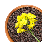 Winter rapeseed