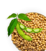 Soybean